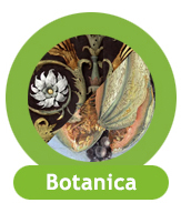 ico botanica